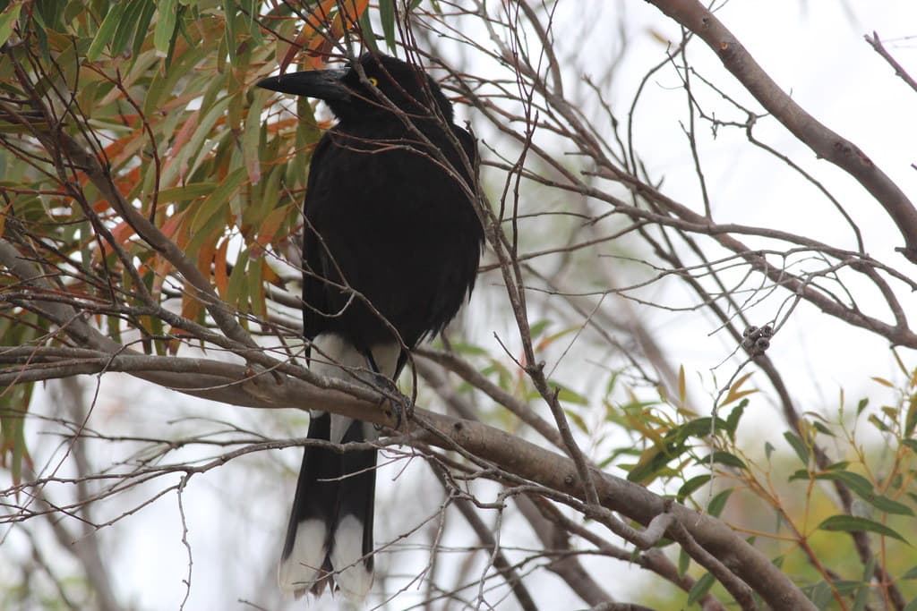 Strepera versicolor halmaturina (Kangaroo Island Grey Currawong)