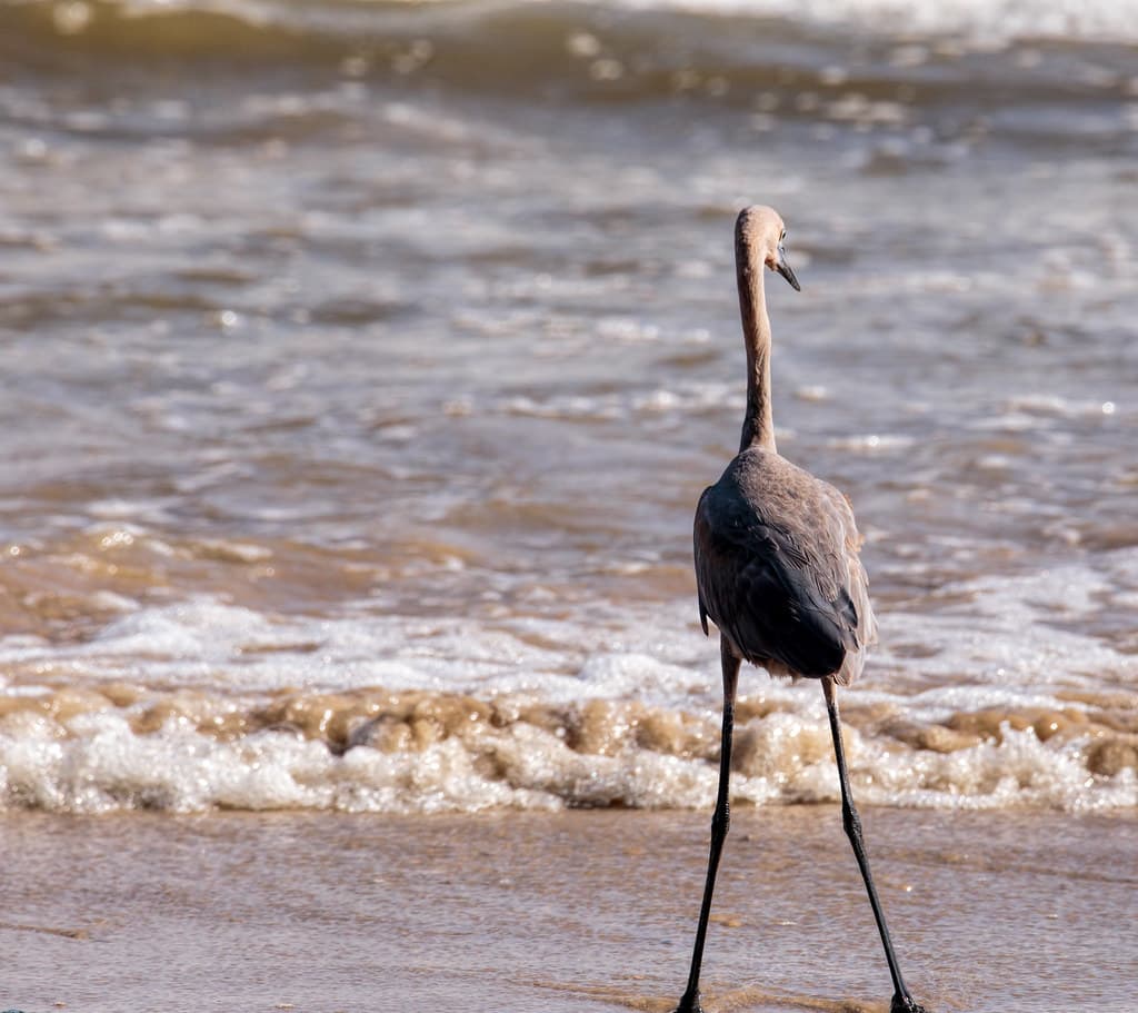 Hungry Egret