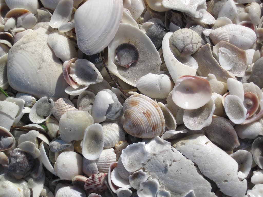 Mollusc shells on marine beach (Cayo Costa Island, Florida, USA) 31