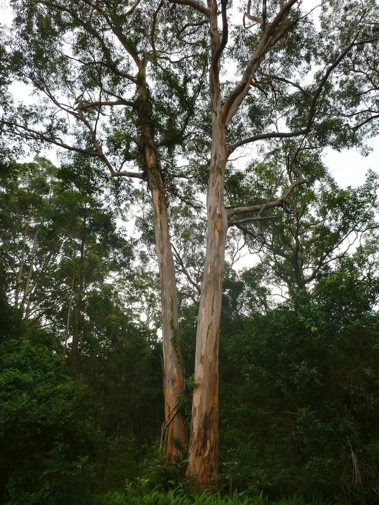 Grey Gums - Macmasters Beach NSW Australia