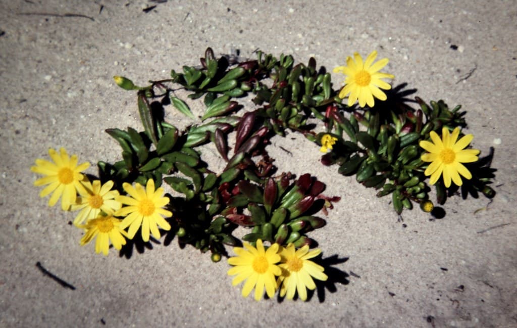 Senecio spathulatus var. attenuatus (Dune Groundsel)