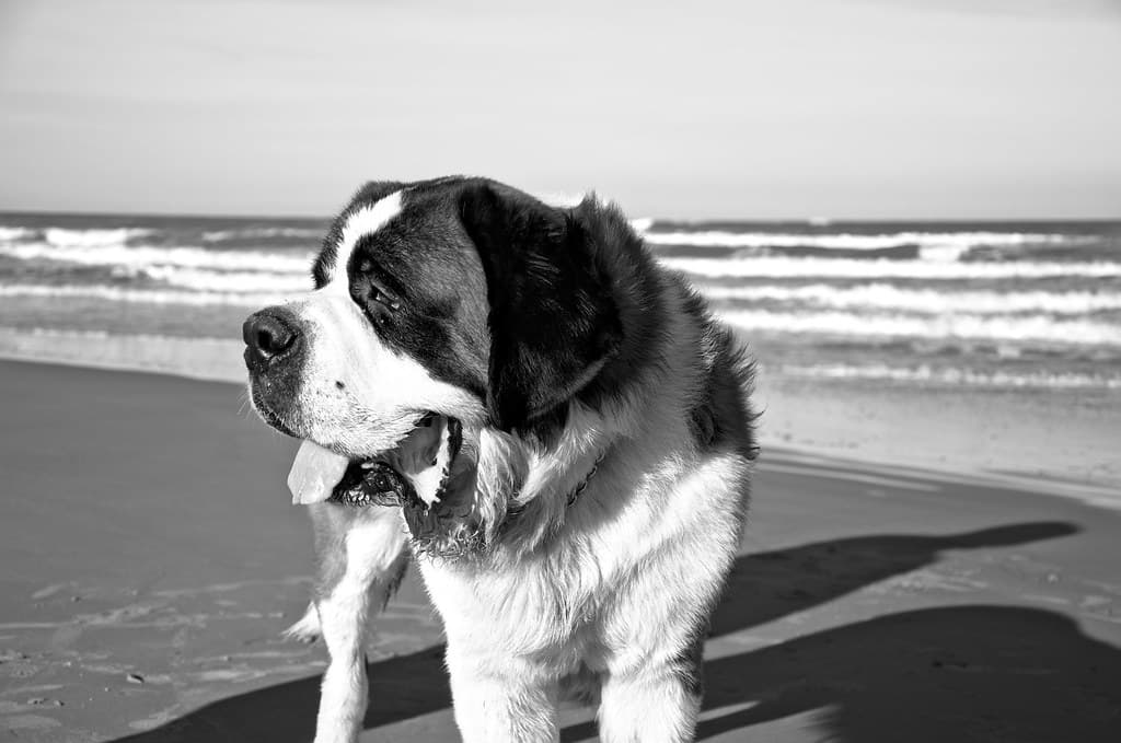 San Bernardo at the beach portrait