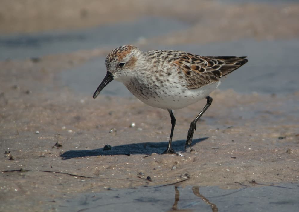 Western Sandpiper - Breeding -3454