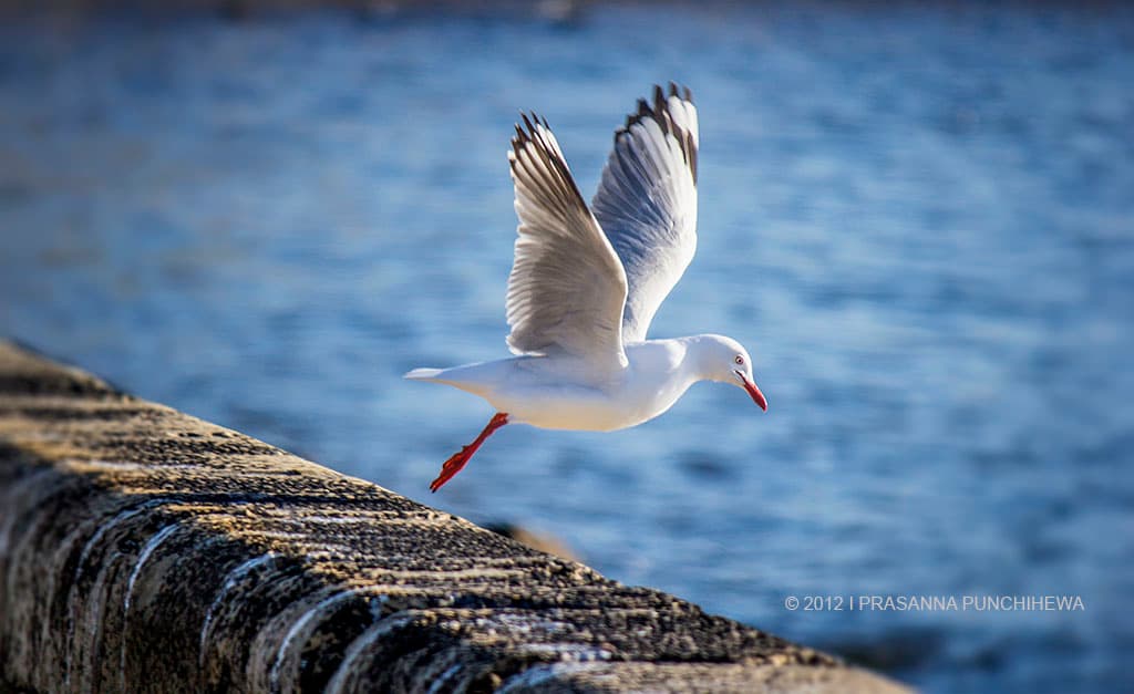 Gull - Frankston, Vic, Aus