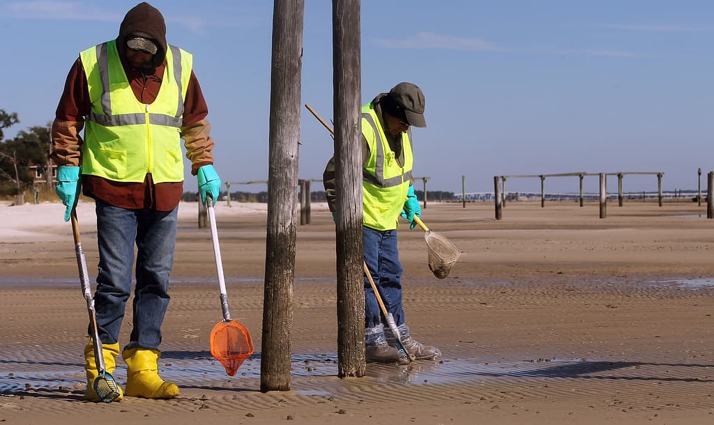 BP workers clean Mississippi beach