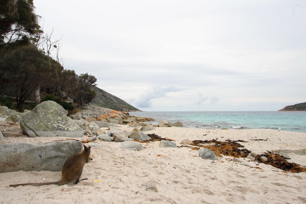 Wallabi Beach