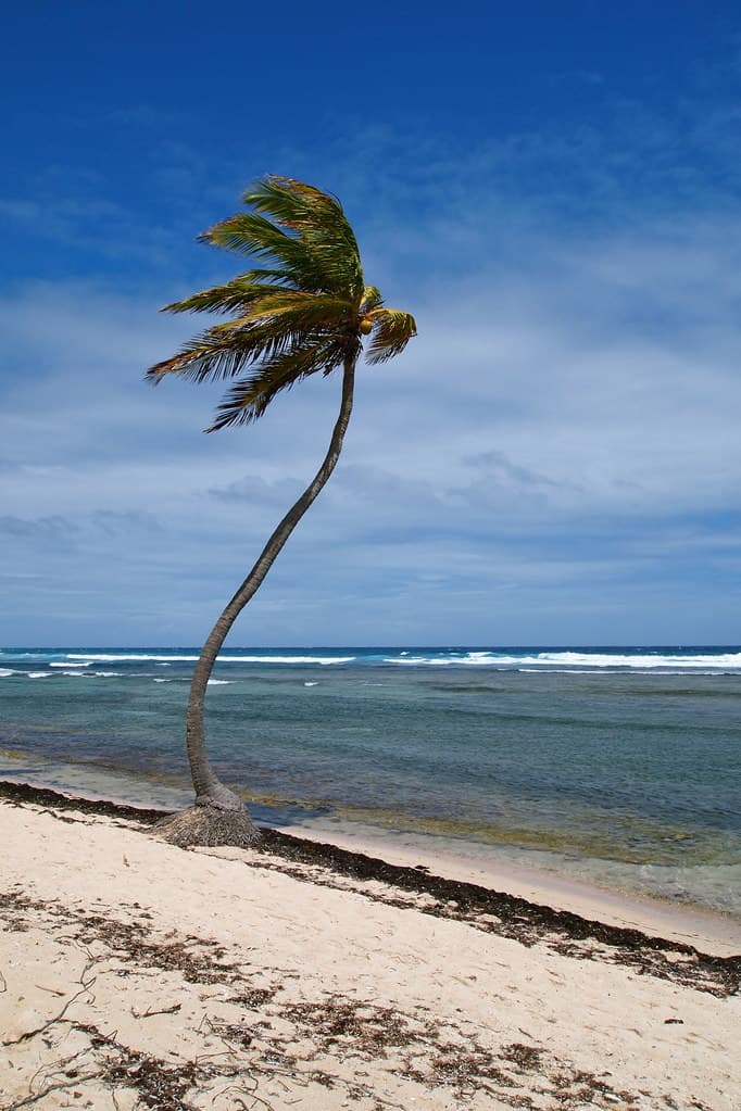 Crooked Palm