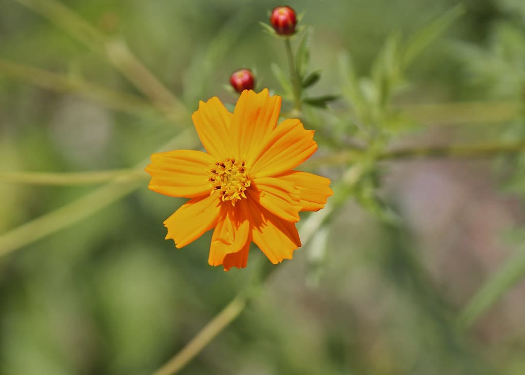 wildflower