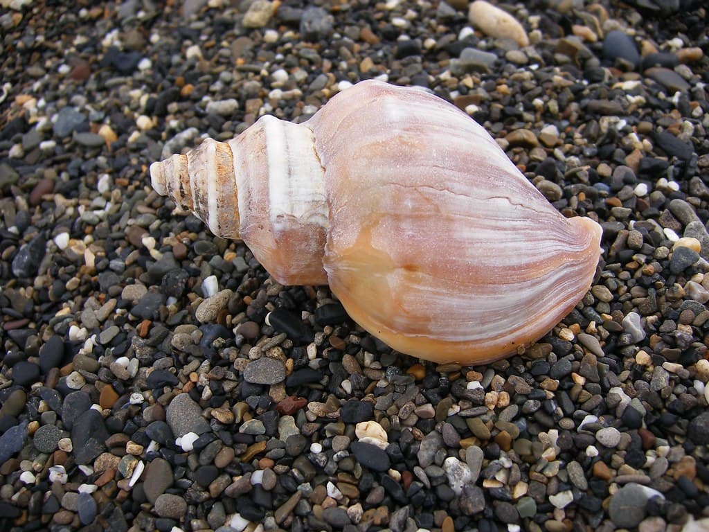 Cape Krusenstern Beach