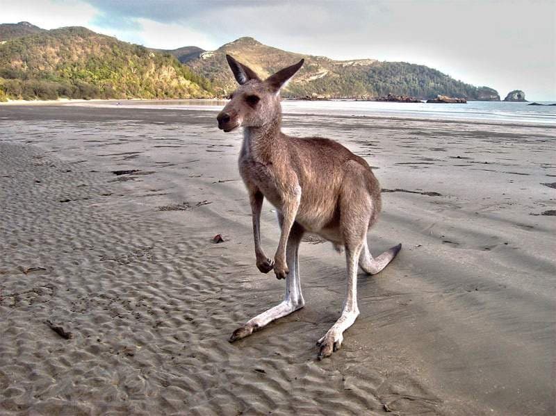 Cape Hillsborough Beach