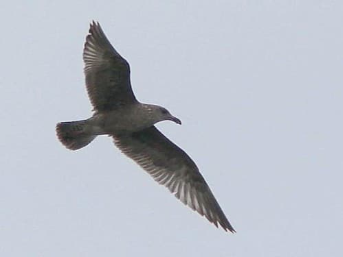 Herring Gull 20 DEC 2012 in Okaloosa Co FL