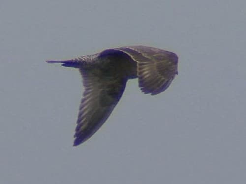 Herring Gull 20 DEC 2012 in Okaloosa Co FL