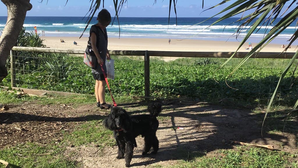 Junior at Tugun Beach, Gold Coast, Queensland