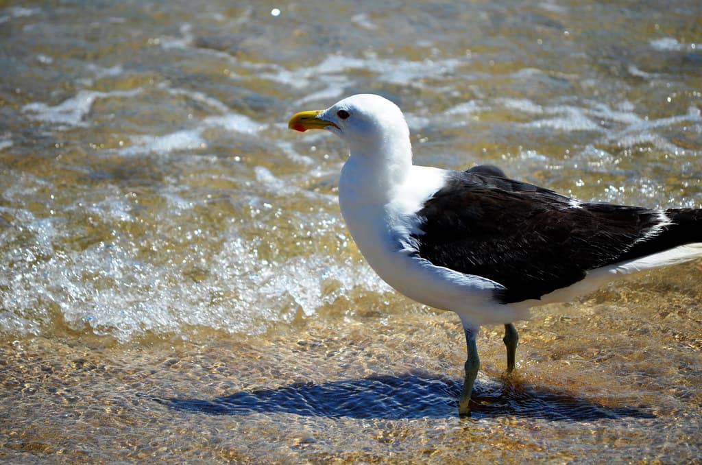 Albatroz