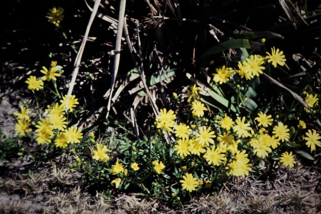 Senecio spathulatus var. attenuatus (Dune Groundsel)