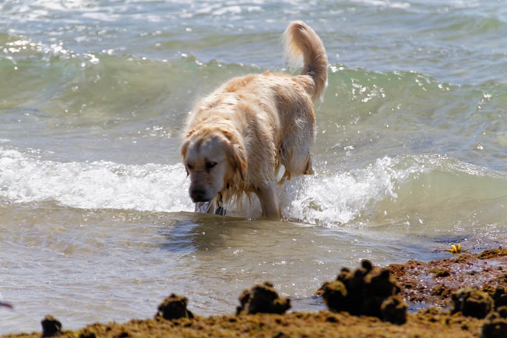 Beach Dog