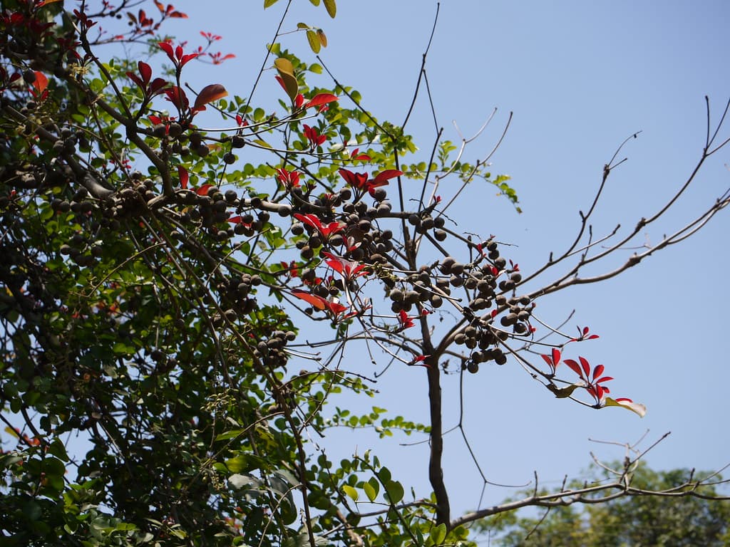 Baheda (Bengali: বহেড়া)
