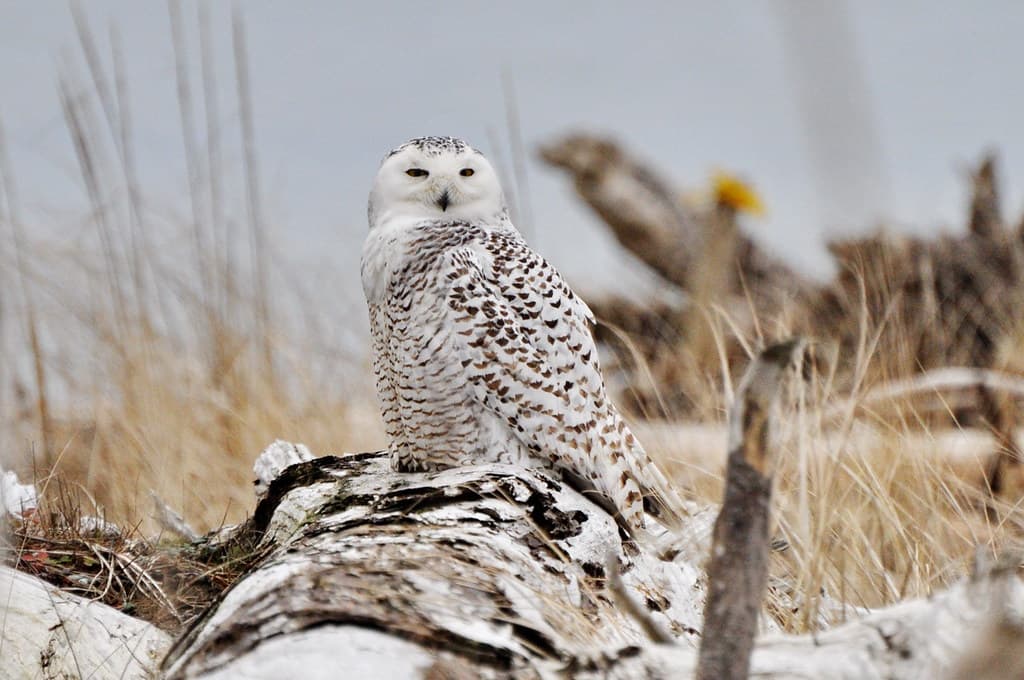 Snowy Owl