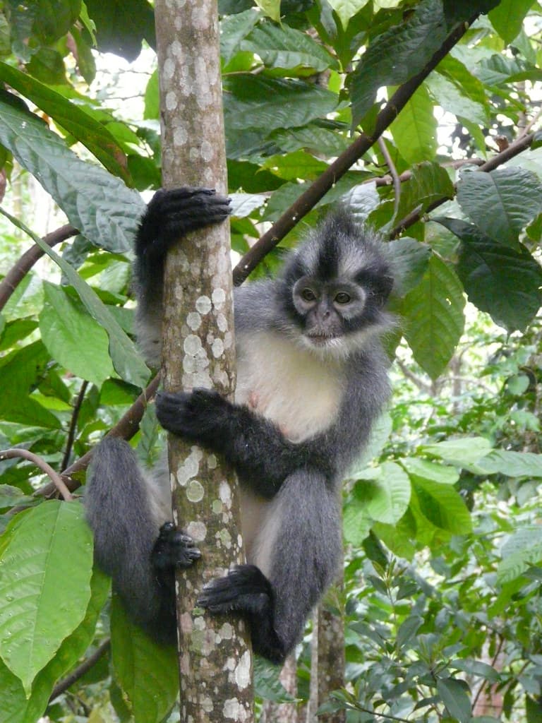 Studiereis Sumatra - Indonesië