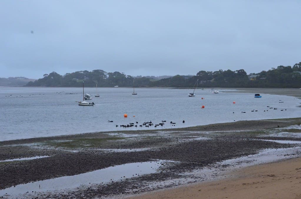 Black swans at Rhyll Foreshore