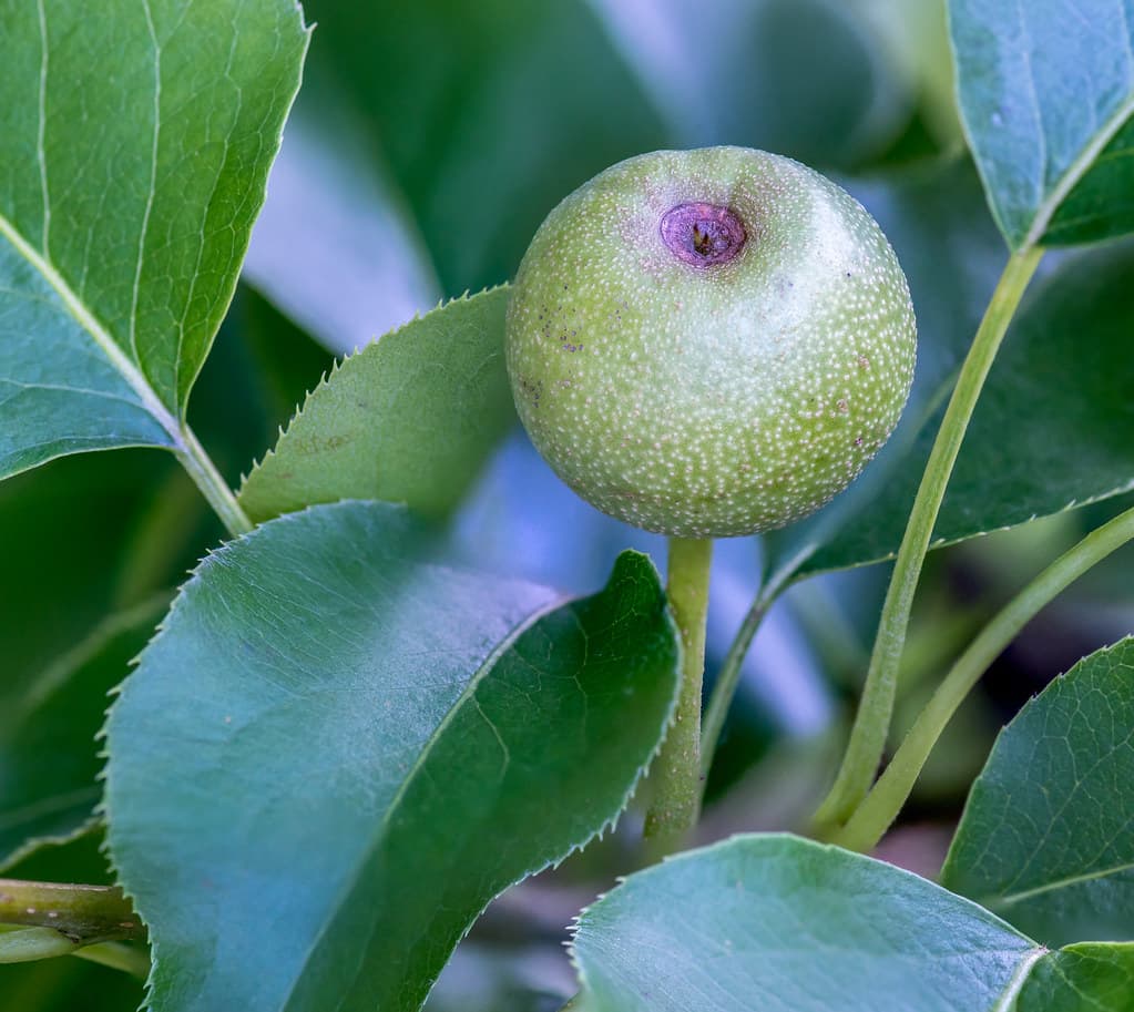 Pyrus pyrifolia May 2018 fruit 3
