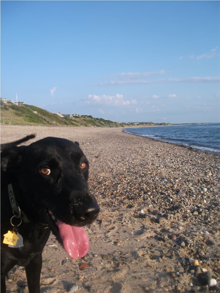 North_truro_delight