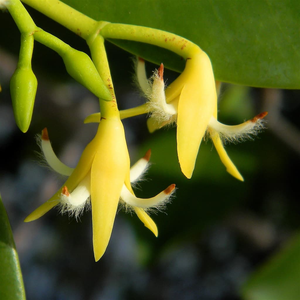 Red Mangrove - Rhizophora mangle