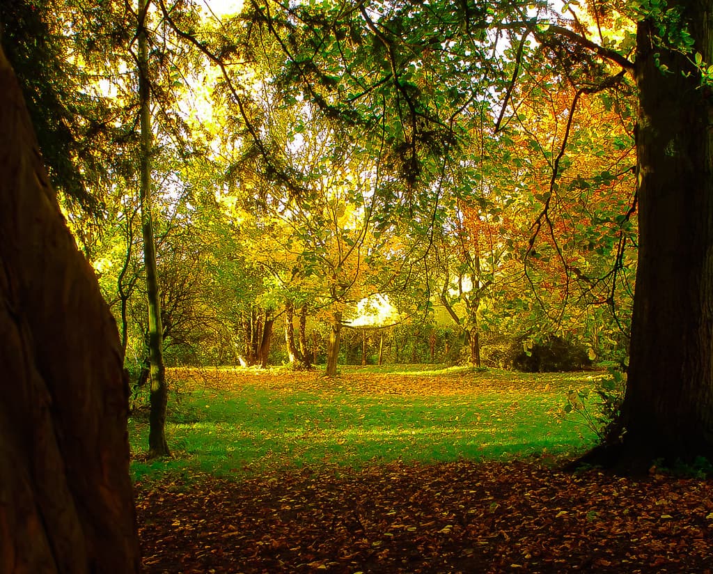 Autumn Dream - Langton, North Yorkshire. By Thomas Tolkien