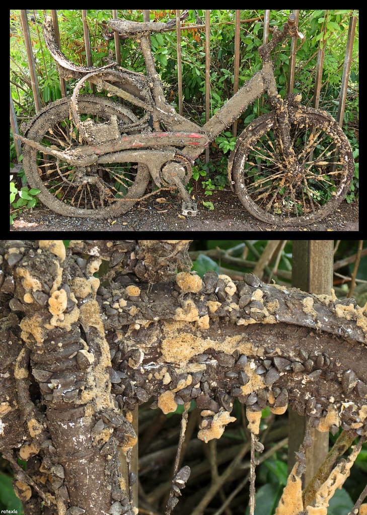 20120622_16k ... HAVE YOU EVER SEEN A BIKE COVERED WITH SO MANY CLAMS & SPONGES? :O | Berlin, Germany