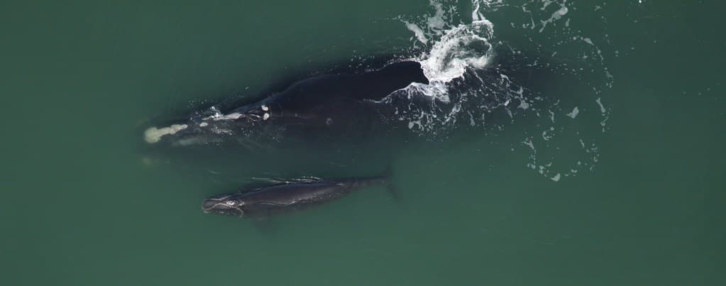 Fifth mother-calf pair of the season