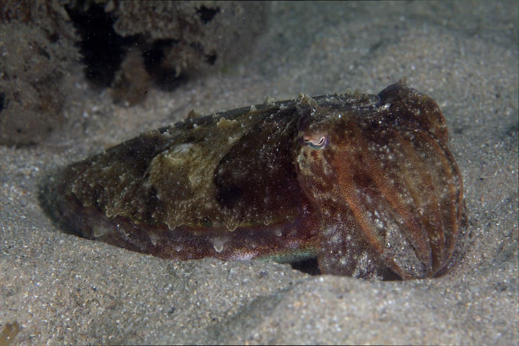 Cuttlefish Relaxing
