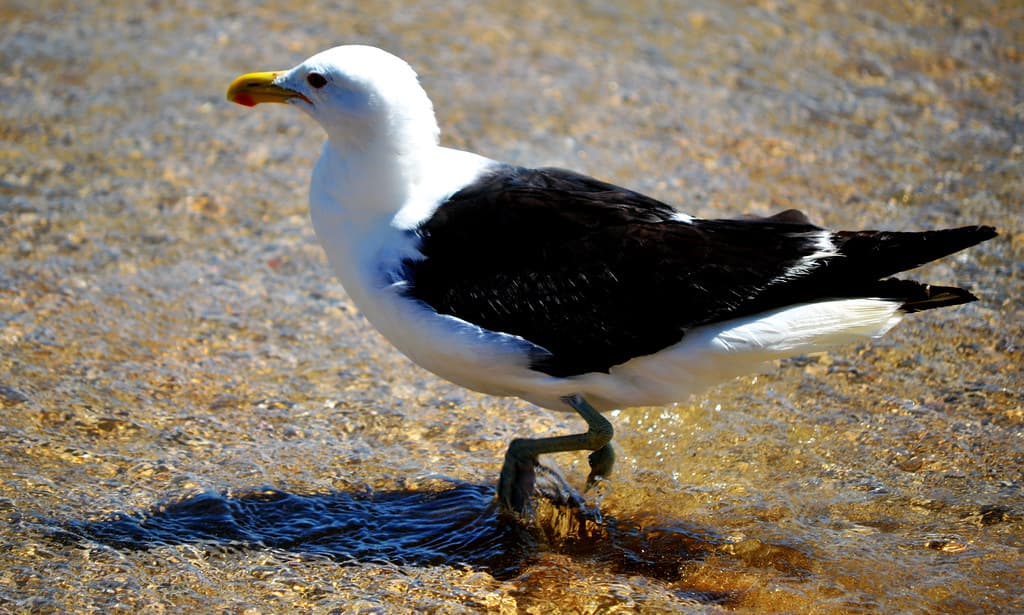 Albatroz