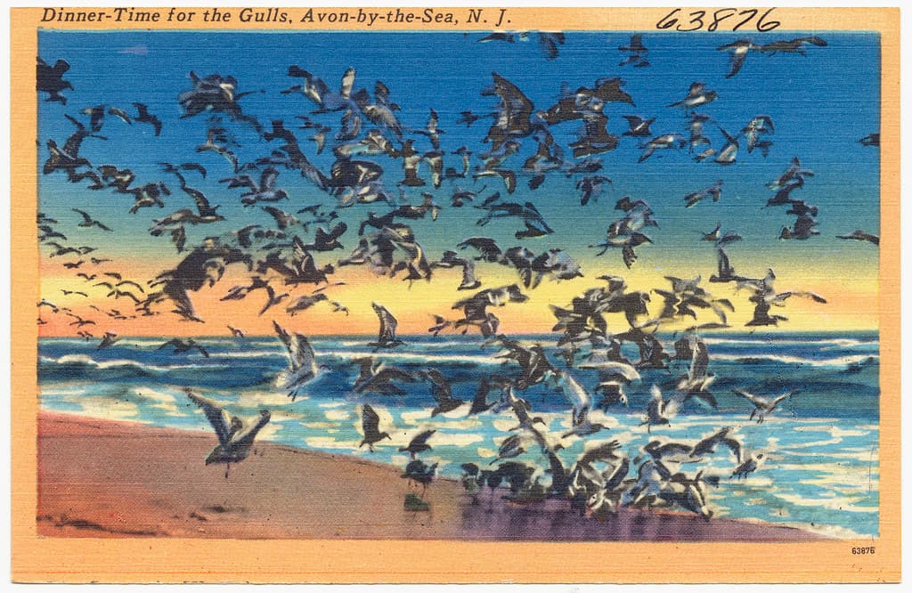 Dinner-time for the gulls, Avon-by-the-Sea, N. J.