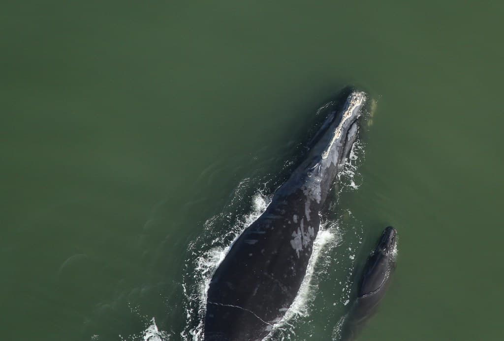 Newborn calf