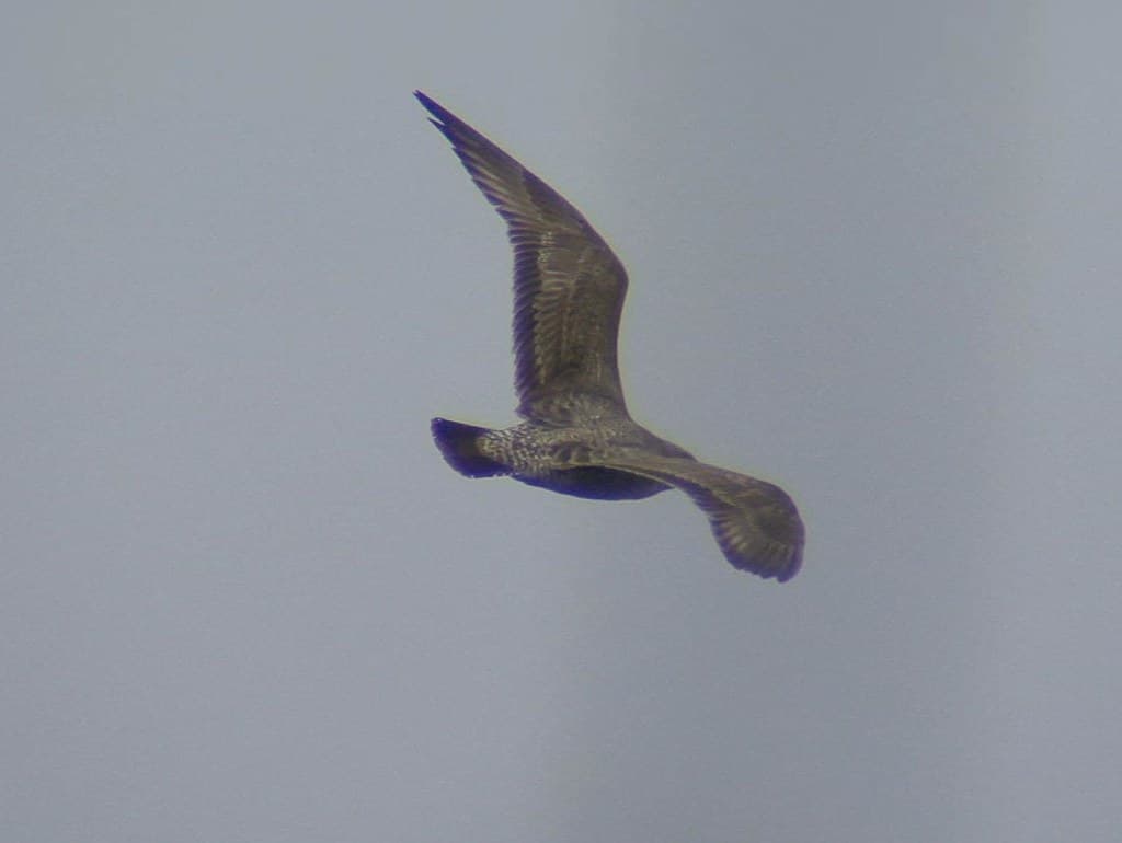 Herring Gull 20 DEC 2012 in Okaloosa Co FL