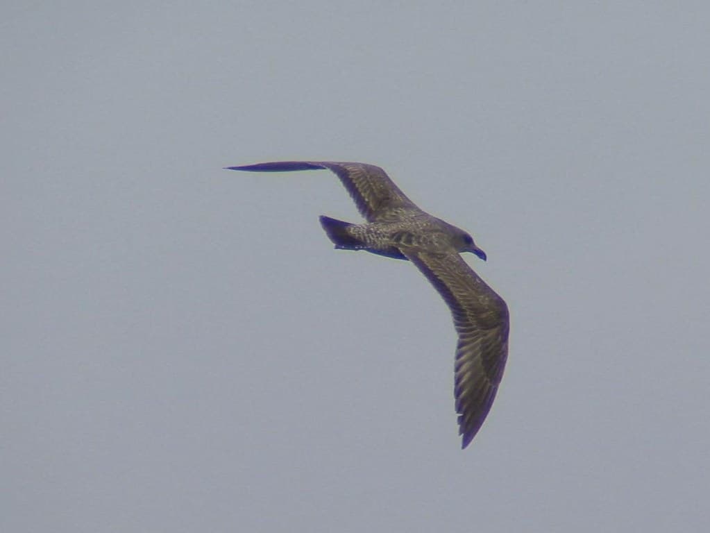 Herring Gull 20 DEC 2012 in Okaloosa Co FL