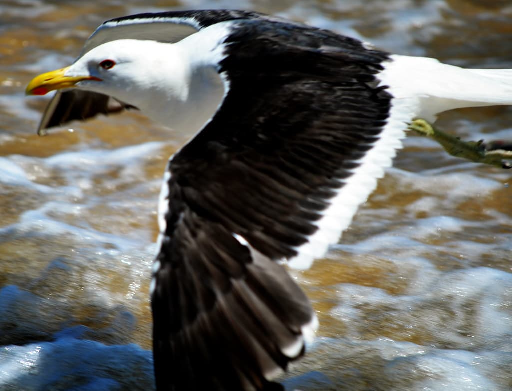 Albatroz