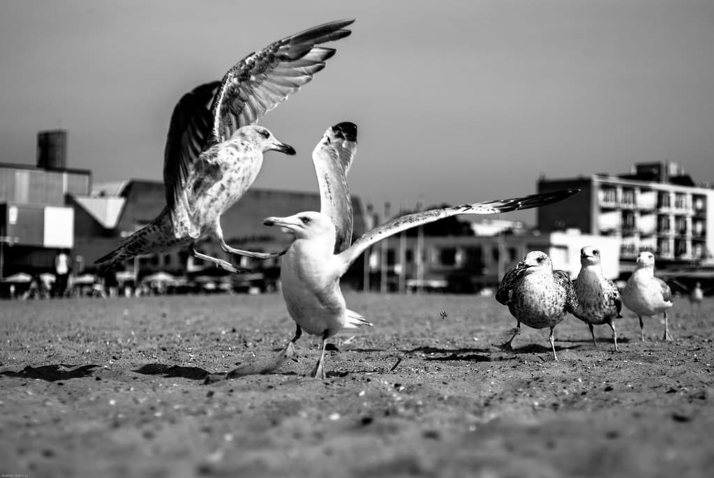 Gulls fight club