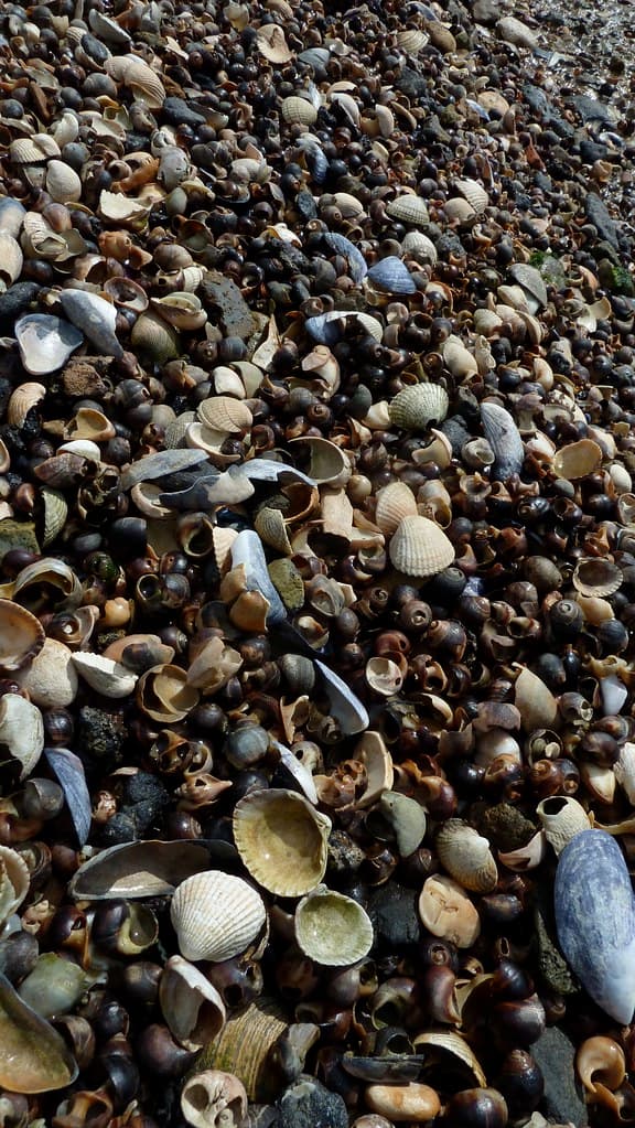 Burnham-on-Crouch Beach — photo by London Permaculture