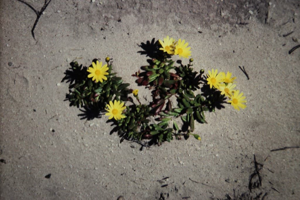 Senecio spathulatus var. attenuatus (Dune Groundsel)