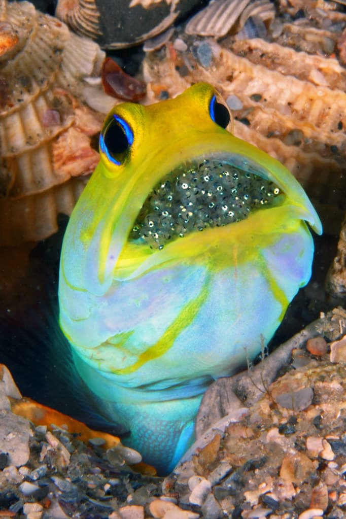 IMG_2684wa eggs Yellowhead Jawfish (Opistognathus aurifrons) with eggs