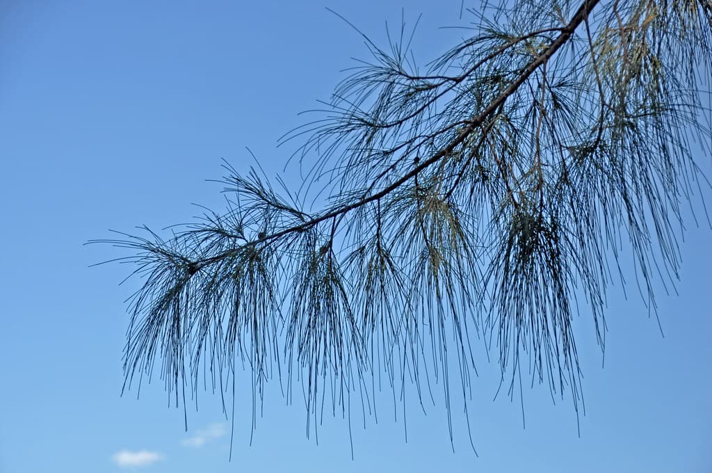 Casuarina equisetifolia (ironwood) (Captiva Island, Florida, USA) 1