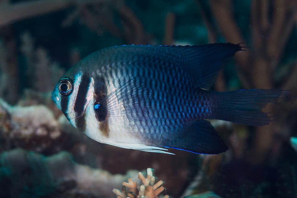Western barhead Damsel - Neoglyphidodon thoracotaeniatus