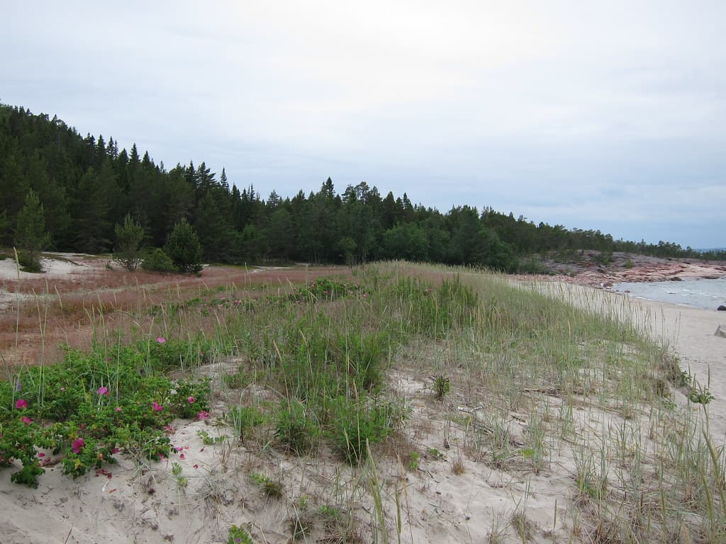 The beach in Björnviken in Trysunda