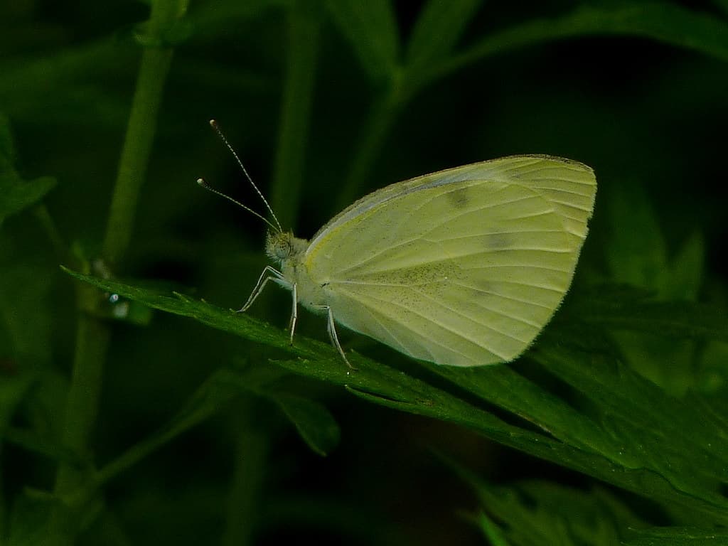 Cabbage White