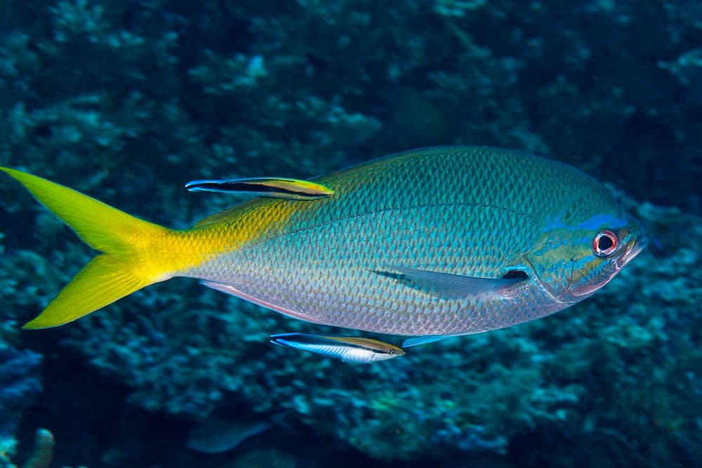 Yellowtail Fusilier - Caesio cuning