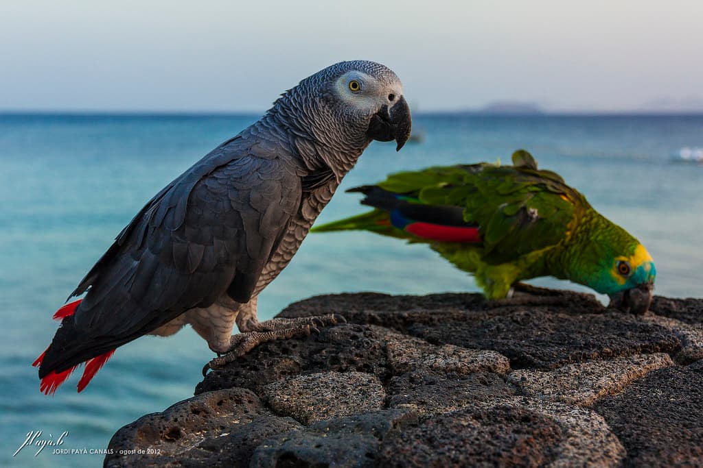 parrots in Playa Blanca