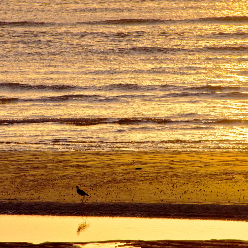 sunset plover