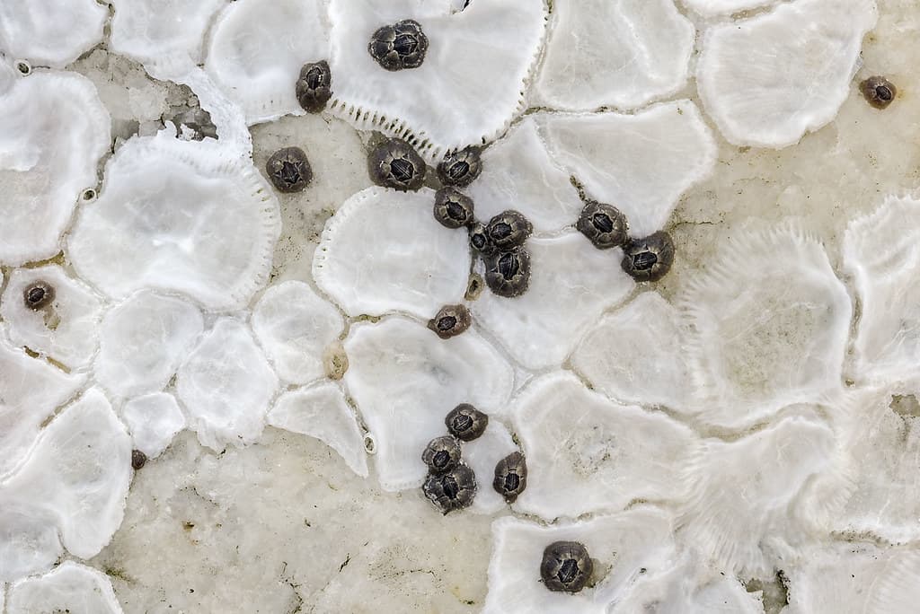 tiny barnacles growing on remains of larger barnacles