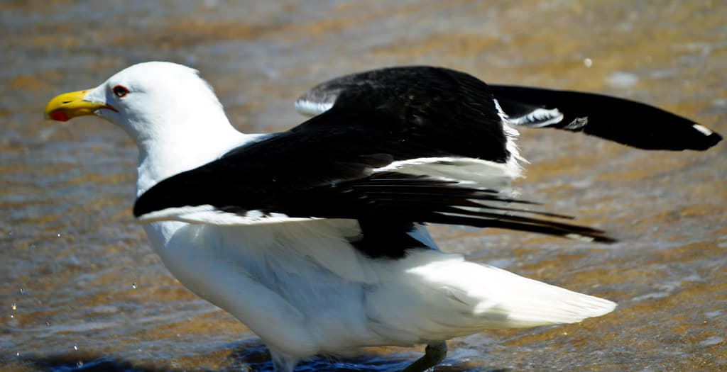 Albatroz